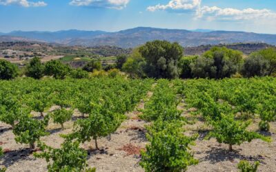 An Island of Vineyards