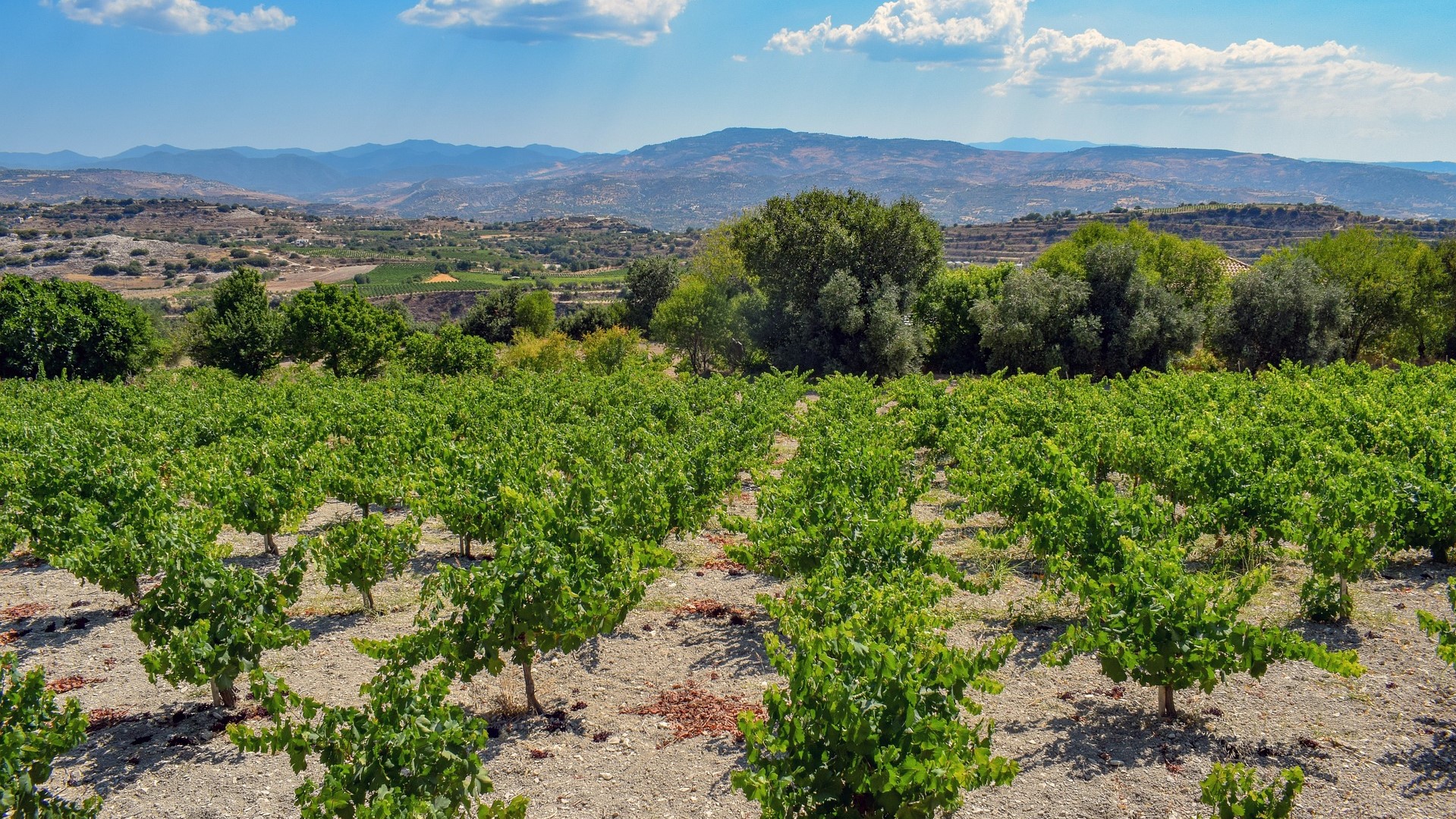 vineyard tours cyprus